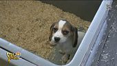 Beagle e pedigree che non tornano