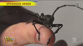 Il collezionista di insetti