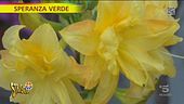 Azalee e rododendri, come curarle