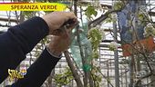 Una bottiglia di plastica per far nascere la margotta