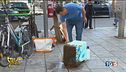 Invasione di api a Milano, lo svarione del TG5