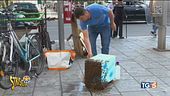 Invasione di api a Milano, lo svarione del TG5