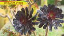 Il giardino botanico di Villa Ravino