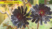 Il giardino botanico di Villa Ravino