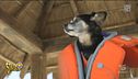Riaprono le spiagge libere per i cani, l'informativa di Riverider