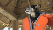 Riaprono le spiagge libere per i cani, l'informativa di Riverider