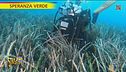 Posidonia, perché è fondamentale per l'ecosistema
