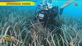Posidonia, perché è fondamentale per l'ecosistema