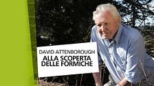 David Attenborough - Alla scoperta delle formiche