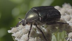 Ep. 3 - Scarabei: gli eletti di Dio