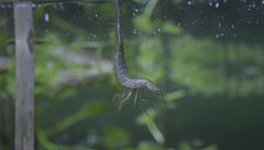 Ep. 2 - Un orrore di pascolo