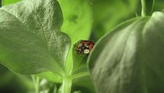 Ep. 3 - Scarabei: gli eletti di Dio