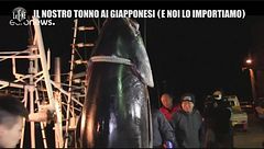 GOLIA: Cosa mangiamo quando compriamo tonno? Le quote, i contrabbandieri e il Giappone