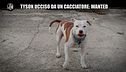 NINA: Cerchiamo il cacciatore che ha ucciso il cane Tyson