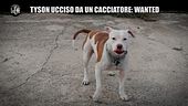 NINA: Cerchiamo il cacciatore che ha ucciso il cane Tyson