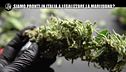 Il referendum: siamo pronti in Italia a legalizzare la cannabis?
