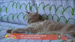 Kira, la micina sopravvissuta all'incendio di Milano