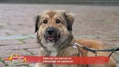 Perchè hai deciso di prendere un animale?