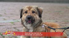 Perchè hai deciso di prendere un animale?