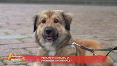 Perchè hai deciso di prendere un animale?
