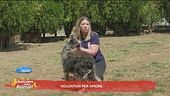Volontari per amore