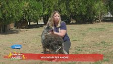 Volontari per amore