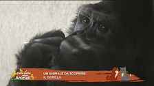 Un animale da scoprire: il gorilla