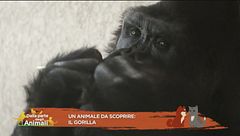 Un animale da scoprire: il gorilla