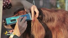 L'arte della toelettatura