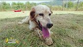 Pippo