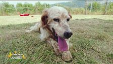 Pippo