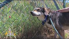 Jack Sparrow cerca casa