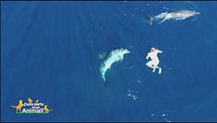 L'incredibile amicizia di Paolo con i delfini