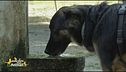 Hai mai salvato un animale?