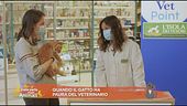 Quando il gatto ha paura del veterinario