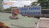 L'oasi felina di Pianoro