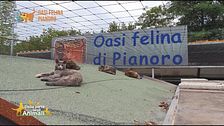 L'oasi felina di Pianoro