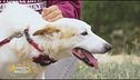Kevin, una vita in canile
