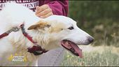Kevin, una vita in canile