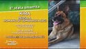 Cercasi Kira