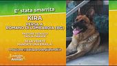 Cercasi Kira