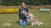 Vita in città con i nostri cani: i consigli dell'educatrice
