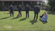 L'unità cinofila dei carabinieri forestali contro le esche avvelenate