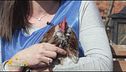 Il gallo Fernando aspetta una famiglia
