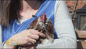 Il gallo Fernando aspetta una famiglia