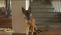 Jairo, il cane di Roberto Farnesi