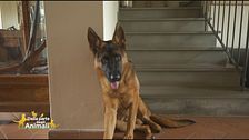 Jairo, il cane di Roberto Farnesi