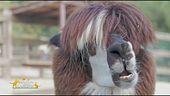 Il lama, simpatico camelide sudamericano