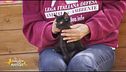 Alice, gattina nera in cerca di casa