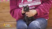 Alice, gattina nera in cerca di casa